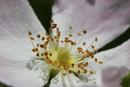 8234 Wild Dog Rose Flower (Rosa Canina)